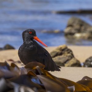 Sooty Oystercatcher