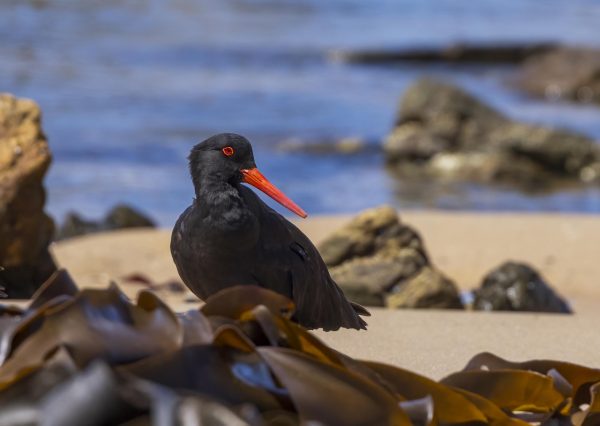 Sooty Oystercatcher