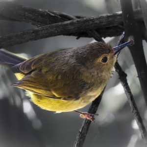 Yellow Thornbill