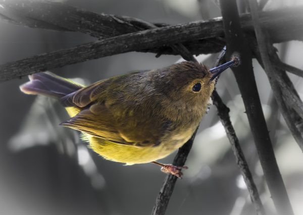 Yellow Thornbill