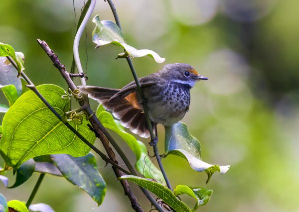 Rufous Fantail