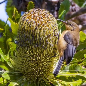 Eastern Spinebill