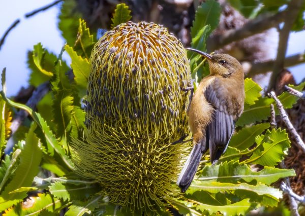 Eastern Spinebill