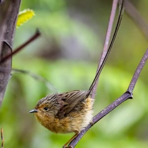 Southern Emu Wren