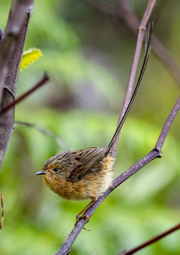 Southern Emu Wren