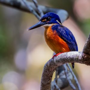 Bird & Wildlife Photography - Azure Kingfisher