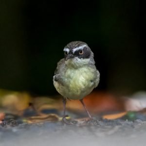 white browed scrub wren