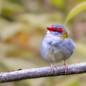 Red Browed Finch