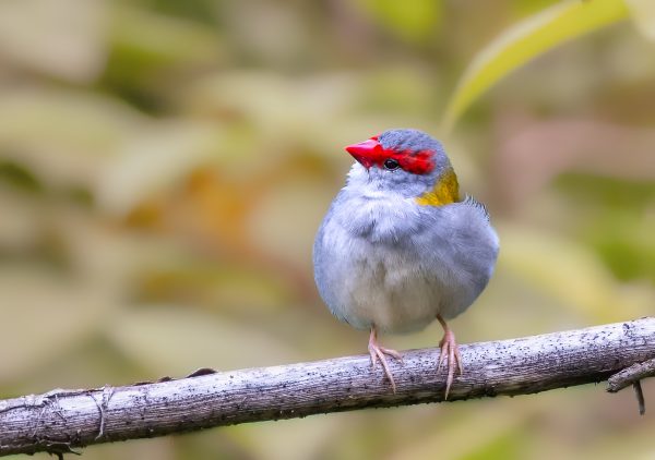 Red Browed Finch