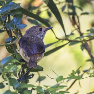 Brown Thornbill