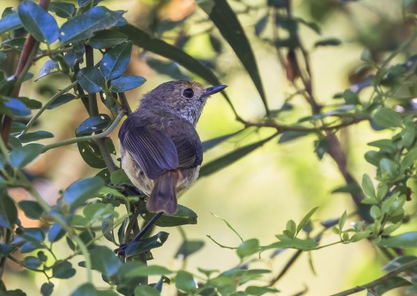 Brown Thornbill