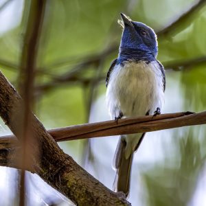 Restless Flycatcher