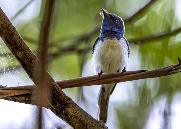 Restless Flycatcher