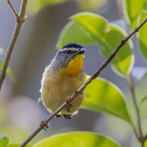 Spotted Pardalote