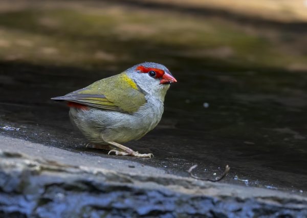 Red-browed Finch