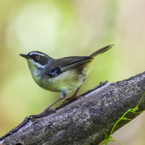White-browed Scrubwren
