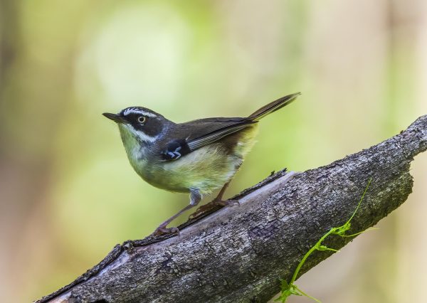 White-browed Scrubwren