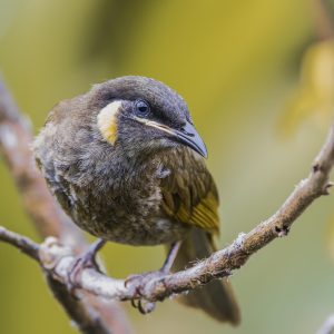 Lewin's Honeyeater