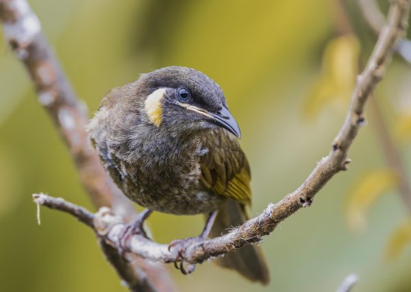Lewin's Honeyeater