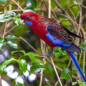 Crimson Rosella
