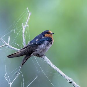 Welcome Swallow