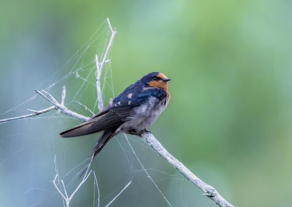 Welcome Swallow