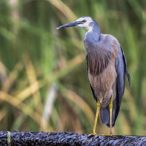 White-Faced Heron