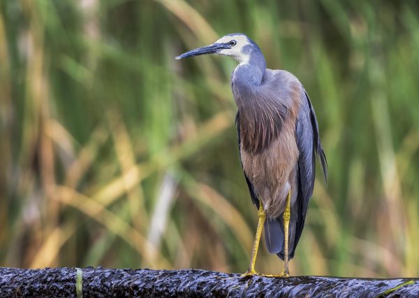 White-Faced Heron