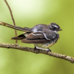 Grey Fantail