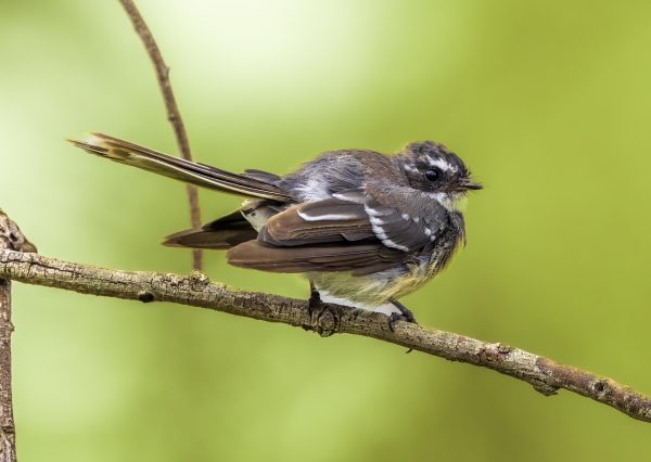 Grey Fantail