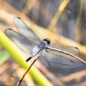 Blue Dragonfly