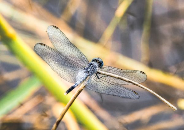 Blue Dragonfly