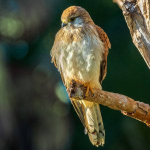 Nankeen Kestrel