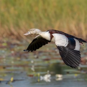 Radjah Shelduck