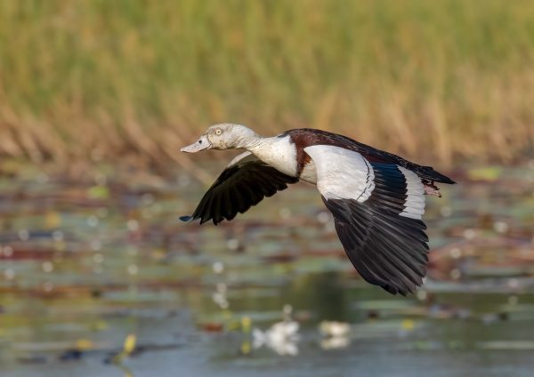 Radjah Shelduck