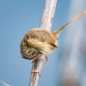Red-Backed Fairy Wren
