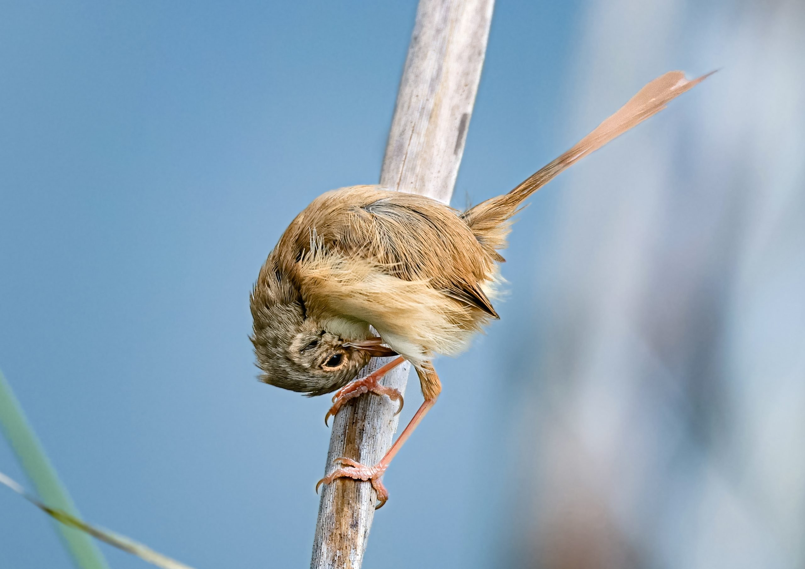 Red-Backed Fairy Wren