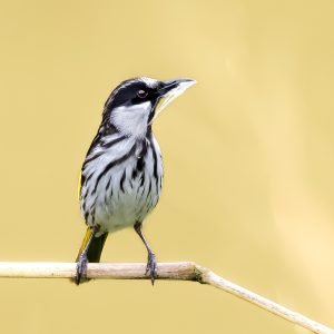 New Holland Honeyeater
