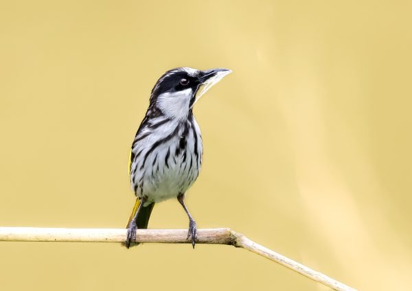 New Holland Honeyeater