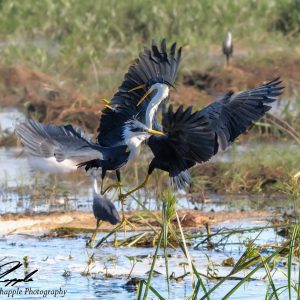 Bird & Wildlife Photography - dueling pied herons