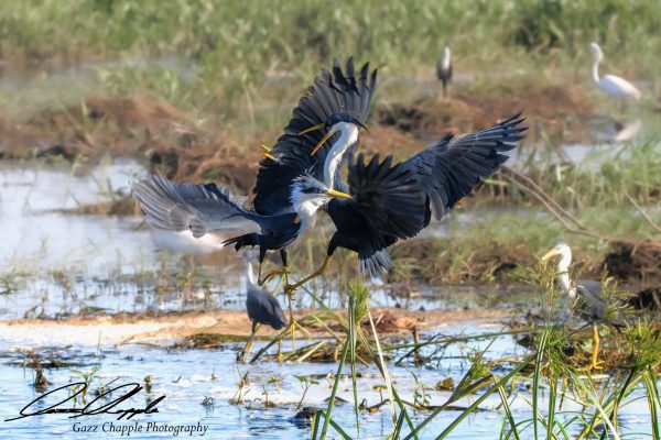 Bird & Wildlife Photography - dueling pied herons