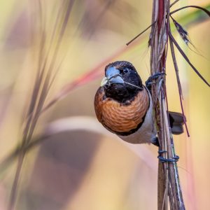 Chestnut Mannikin