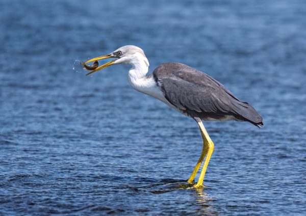 Pied Heron - Juvenile