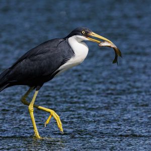 Pied Heron Fishing