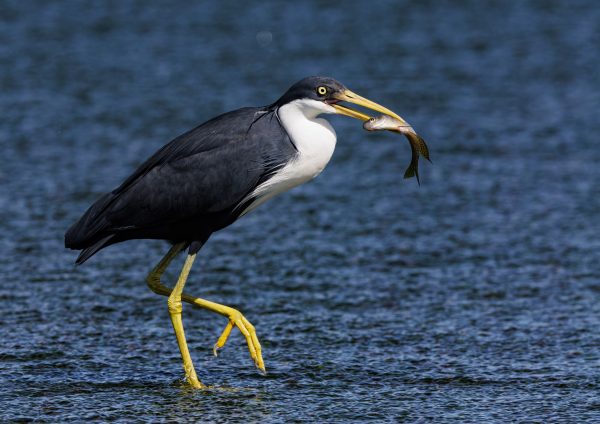 Pied Heron Fishing