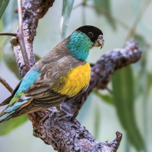 Hooded Parrot