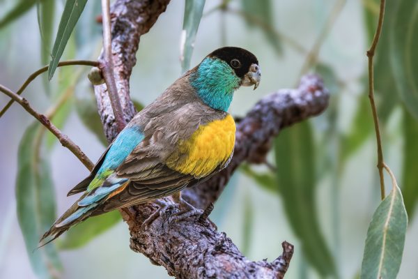 Hooded Parrot