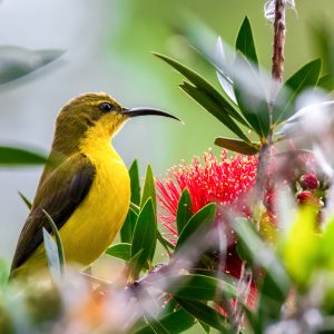 Olive Sunbird