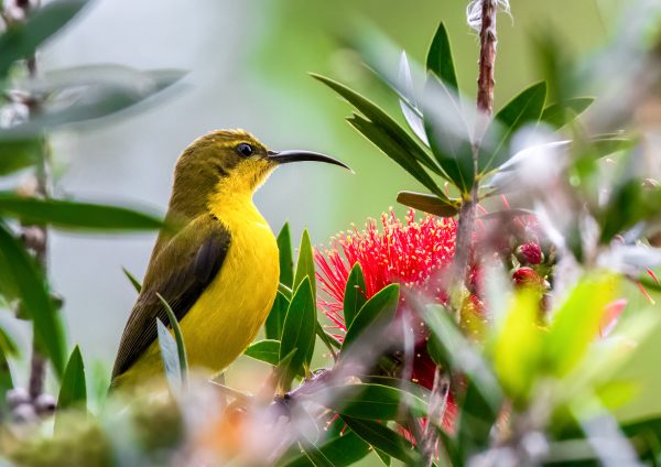 Olive Sunbird