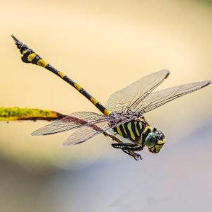 Tiger Dragonfly